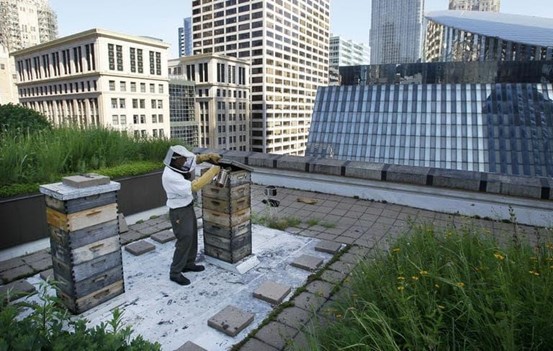 Beekeeper Michael Thompson applies smoke to settle down the more than 1000,000 bees in a hive on top of City Hall in Chicago.jpg